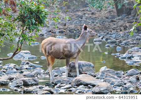 Female blue bull or nilgai - Asian antelope standing in Ranthambore National park, Rajasthan, India 64315951