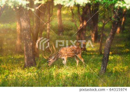Beautiful male chital or spotted deer in Ranthambore National Park, Rajasthan, India 64315974