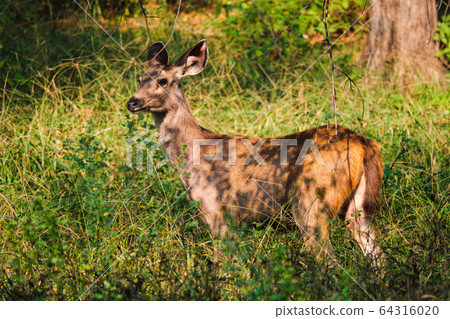 Female blue bull or nilgai - Asian antelope standing in Ranthambore National park, Rajasthan, India 64316020