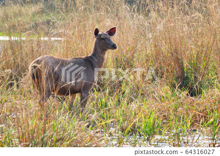 Female blue bull or nilgai - Asian antelope walking in Ranthambore National park, Rajasthan, India 64316027