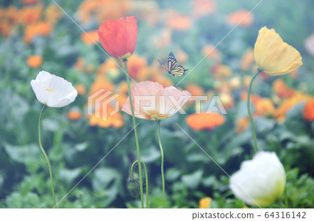 Yellow Butterfly with Colorful Flowers on Colorful Blur Background. 64316142