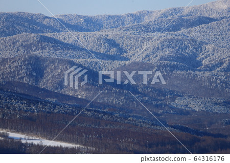 霜,雪,雲杉,雲杉,冬山 霜,雪,雲杉,雲杉,冬山 64316176