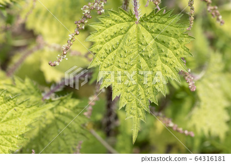 Nettle 64316181