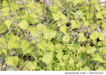Nettle Nettle 64316187