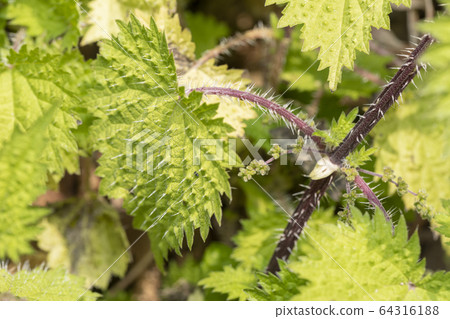 Nettle 64316188
