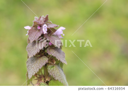 Himeodoricosoum Himeodoricosoum 64316934