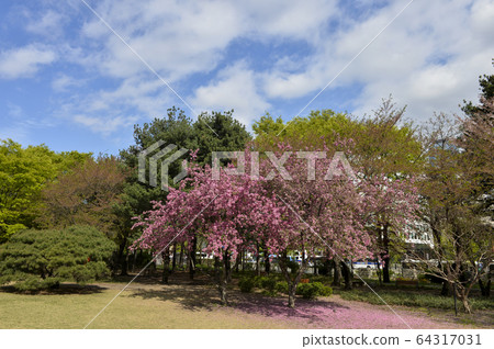 Spring flowers 64317031