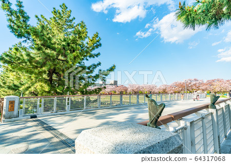 Nikko Kaido Country designated scenic spot Soka Matsubara and cherry blossom scenery 64317068