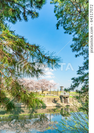 日光海道國家指定的風景名勝松原創價和櫻花風景 64317072