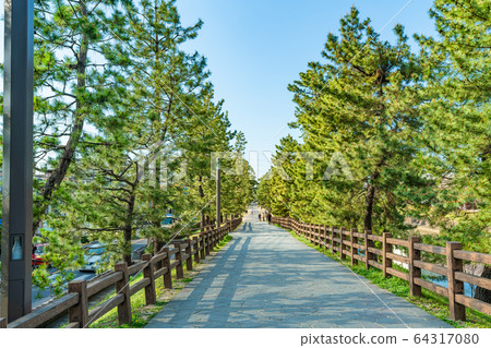 Nikko Kaido Country designated scenic spot Soka Matsubara and cherry blossom scenery 64317080