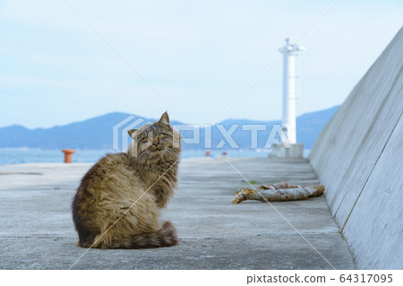 Tashirojima cat 64317095