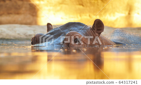Hippo swims in the river in the evening. Face close up Hippo swims in the river in the evening. Face close up 64317241