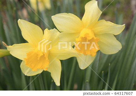 Narcissus Narcissus 64317607