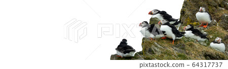 Group of puffins over the rocks with text space 64317737