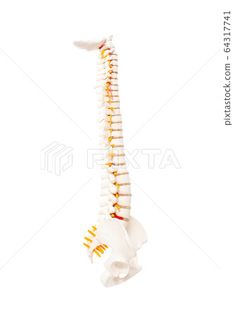 Mock up human spine on a white background. The concept of segments and divisions of the spine, the structure and anatomy of the bone marrow, nerves and vertebrae, Isolate 64317741
