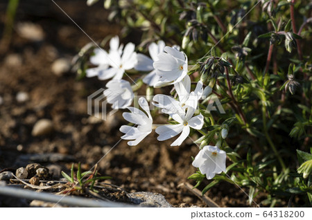春天盛開的鮮花和風景 64318200