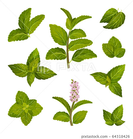 Fresh Green Mint Leaves and Blossoming Flower Vector Set Fresh Green Mint Leaves and Blossoming Flower Vector Set 64318426