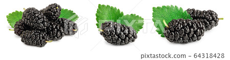Mulberry with leaf isolated on white background. Set or collection Mulberry with leaf isolated on white background. Set or collection 64318428