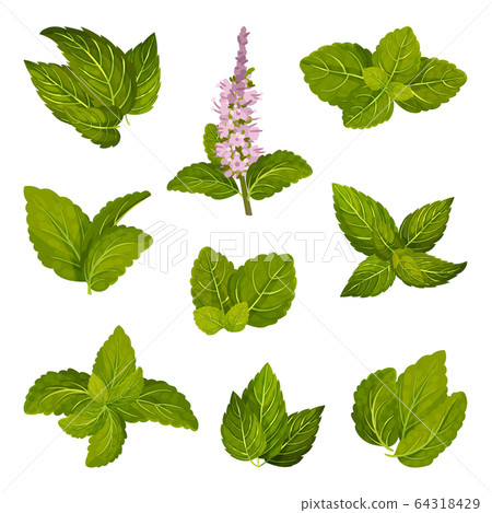 Fresh Green Mint Leaves and Blossoming Flower Vector Set Fresh Green Mint Leaves and Blossoming Flower Vector Set 64318429