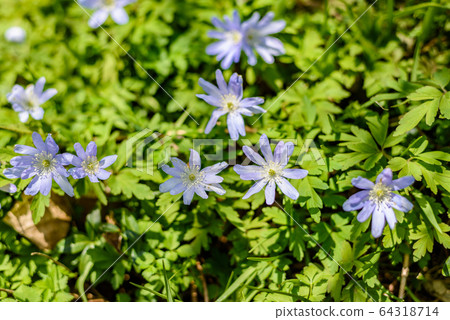 Chrysanthemums 64318714