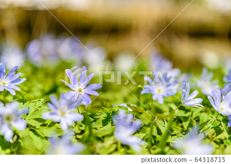 海葵pseudoaltaica 海葵pseudoaltaica 64318715