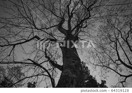 岡山縣岡山市東區小鳥林（三德園）冬枯楓樹膠（單色） 64319128