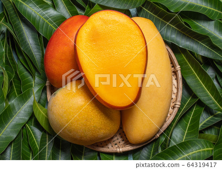 Mango leaves green background mango leaves background マ ン ゴ マ ン ゴ ー Mango leaves green background mango leaves background マ ン ゴ マ ン ゴ ー 64319417