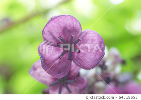 Five leaves Akebi flowers Five leaves Akebi flowers 64319653