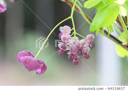 五片葉子阿克比花 64319657