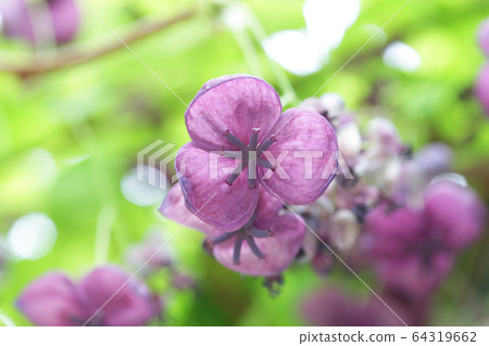 Five leaves Akebi flowers Five leaves Akebi flowers 64319662