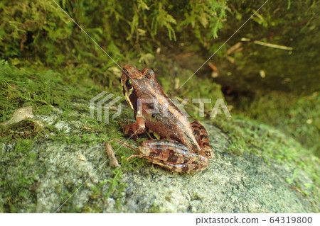 Mountain Frog Rana ornativentris Mountain Frog Rana ornativentris 64319800