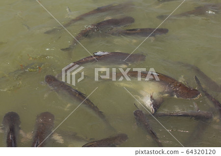 Pangasius in water, freshwater fish 64320120