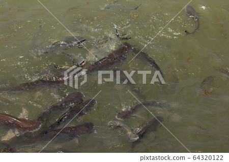 Pangasius in water, freshwater fish Pangasius in water, freshwater fish 64320122