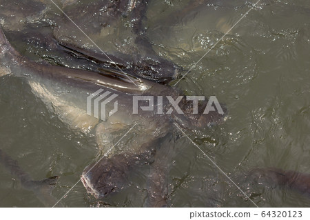 Pangasius in water, freshwater fish Pangasius in water, freshwater fish 64320123