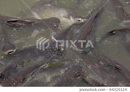 Pangasius in water, freshwater fish Pangasius in water, freshwater fish 64320124