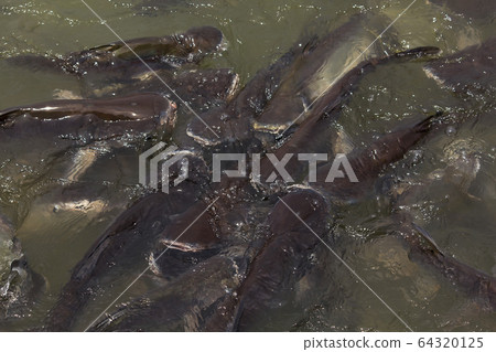 Pangasius in water, freshwater fish Pangasius in water, freshwater fish 64320125
