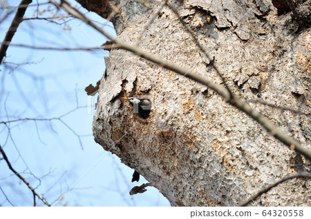 starling starling 64320558