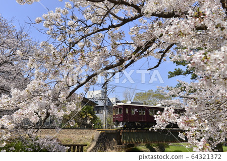 Hankyu train passing through a row of cherry trees Hankyu train passing through a row of cherry trees 64321372
