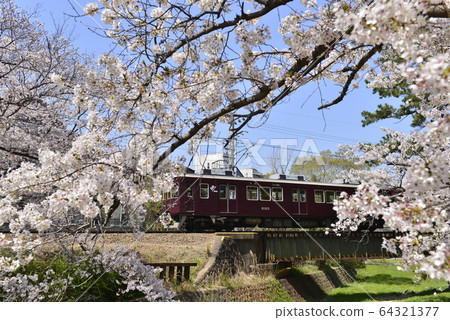 阪急列車穿過一排櫻桃樹 阪急列車穿過一排櫻桃樹 64321377