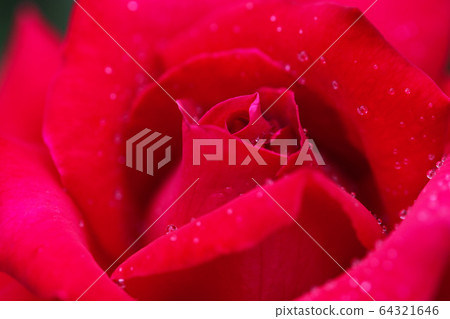 Close up of a crimson rose with water drops (Christian Dior) 64321646