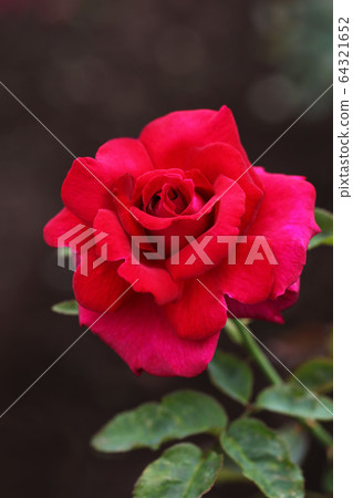 紅玫瑰(約瑟芬·布魯斯) 紅玫瑰(約瑟芬·布魯斯) 64321652