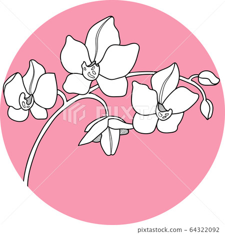 orchid flawers in the circle hand draw 64322092