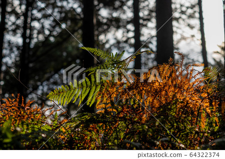 fern plant 64322374