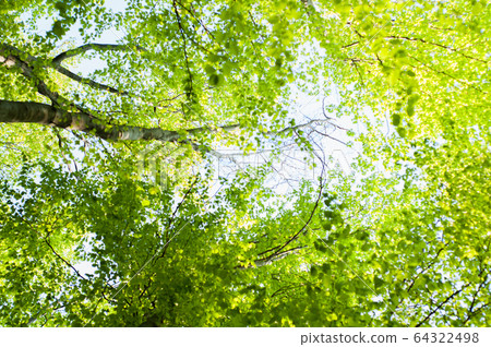 Tree with bright, fresh, lush foliage. Green forest against Tree with bright, fresh, lush foliage. Green forest against 64322498