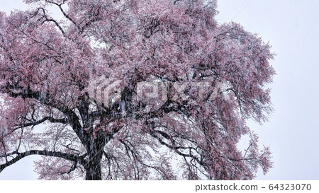One cherry tree in the snowy alligator mound 64323070