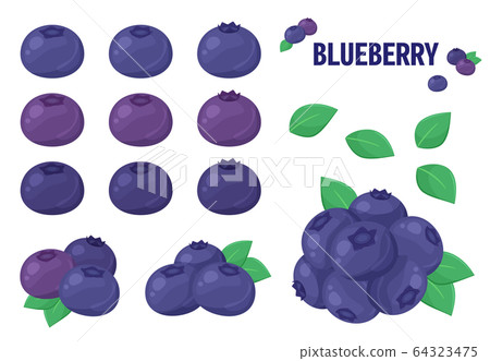 Blueberry illustration_ set - Stock Illustration [64323475] - PIXTA