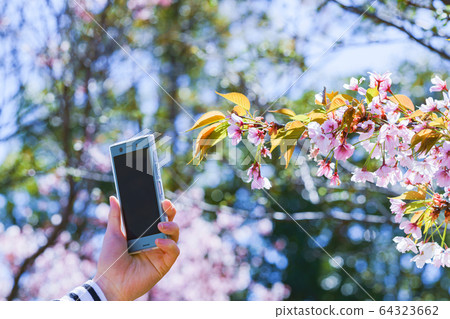 Girls, Women, Sakura, Sakura, Spring, Smartphone, SNS, Share, Sharing, 5G, Technology, People, Japanese Girls, Women, Sakura, Sakura, Spring, Smartphone, SNS, Share, Sharing, 5G, Technology, People, Japanese 64323662