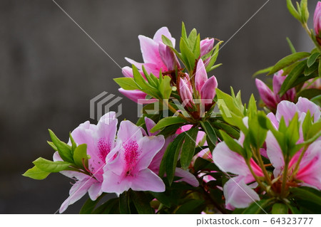 Azalea in Yokohama City Azalea in Yokohama City 64323777