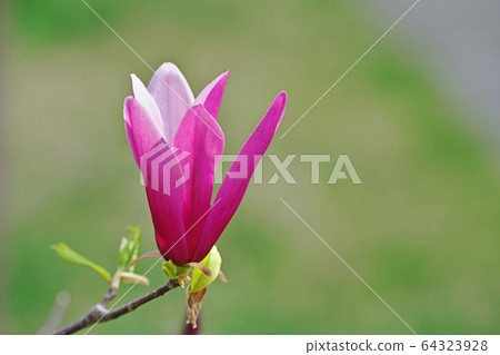 Shimokuren's flower 64323928