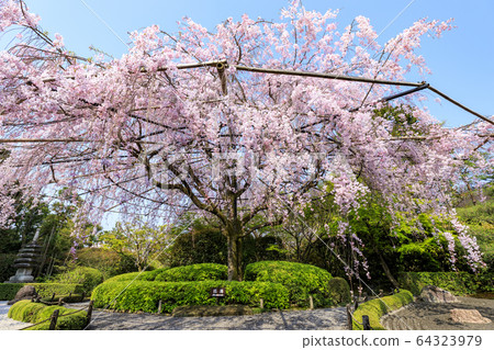 Myoshinji Rezoin櫻花 Myoshinji Rezoin櫻花 64323979